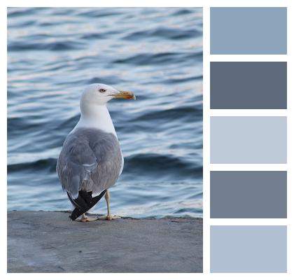 Nature Animal Water Bird Gull Image